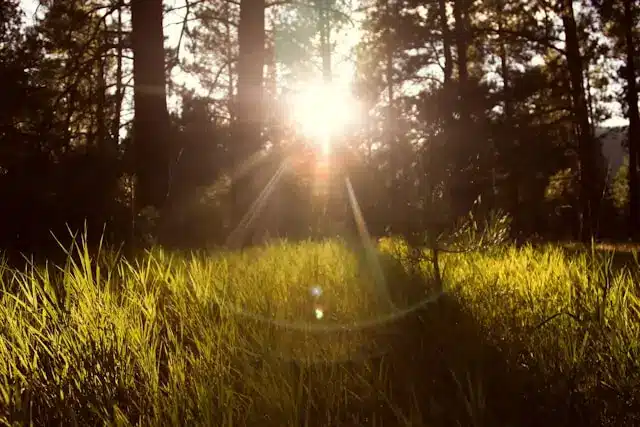 sun